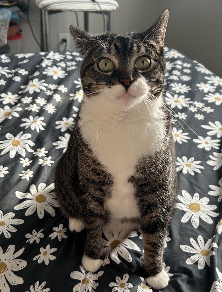 Ares, an adoptable Domestic Short Hair in Steinbach, MB, R5G 2B2 | Photo Image 2
