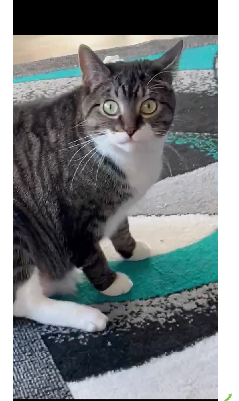 Ares, an adoptable Domestic Short Hair in Steinbach, MB, R5G 2B2 | Photo Image 3