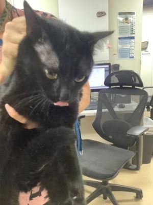 Baby, Adult Male Domestic Short Hair