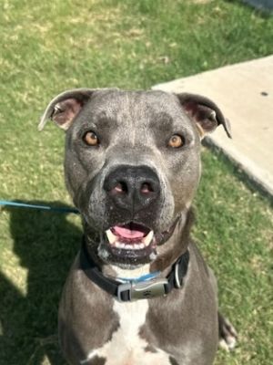 Ocean, Adult Male Pit Bull Terrier