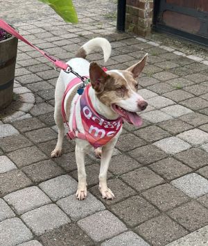 Misty - Most Beautiful Girl!, Adult Female Australian Cattle Dog / Blue Heeler