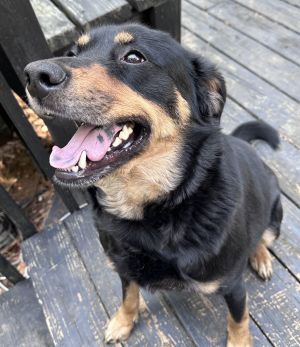 Meet Rottie Bird aka Odin Hey there Im Rottie Bird a 4-year-old Shepherd mix with stunning col