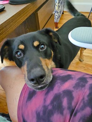 Meet Rottie Bird aka Odin Meet Rottie Bird A Perfect 4-Year-Old Shepherd Mix  50 lbs  Family-Fr