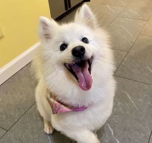 Hi friends My name is Nanook Norton but I have several nicknames like Nook Nookie Wookie and Mr