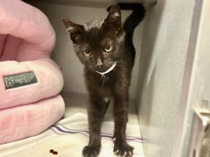 What my friends at ACC say about me I am looking for a home with a patient person I would