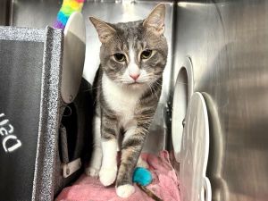 What my friends at ACC say about me I am looking for a home with a patient person I prefer