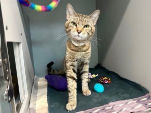 Teddy Domestic Short Hair Cat