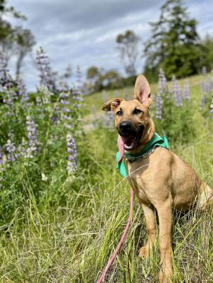 Meet Everly - Your Next Best Friend Say hello to Everly a beautiful German Shepherd with a sweet s