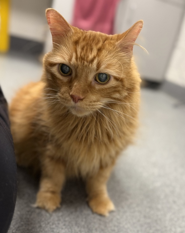 Tigger * Medical Foster Needed *