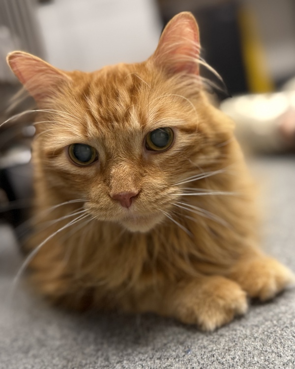 Tigger * Medical Foster Needed *