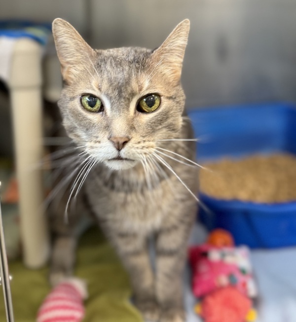 Gus * Medical Foster Needed *