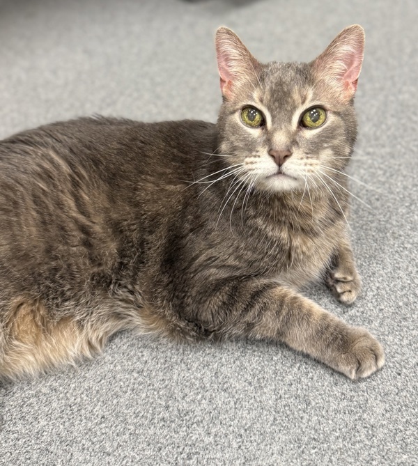 Gus * Medical Foster Needed *
