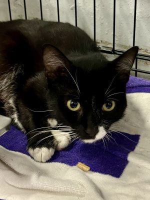 Pippen, Young Male Domestic Short Hair