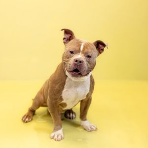 Primary Color Brown Secondary Color White Weight 69lbs Age 4yrs 0mths 1wks Animal has been Neute