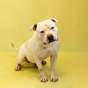 Primary Color White Secondary Color White Weight 77lbs Age 3yrs 0mths 0wks