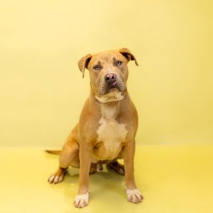Primary Color Tan Secondary Color White Weight 57lbs Age 1yrs 0mths 0wks Animal has been Neutere