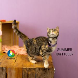 Primary Color Tabby Secondary Color Calico Weight 64lbs Age 1yrs 0mths 1wks Animal has been Spa