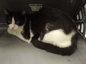 Primary Color White Secondary Color Black Weight 67lbs Age 0yrs 7mths 1wks Animal has been Spay