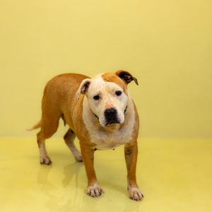 Primary Color White Secondary Color Brown Weight 615lbs Age 6yrs 0mths 0wks