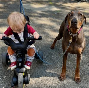 Blue Doberman Pinscher Dog