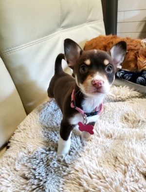 Kyra Chihuahua Dog