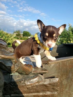 Animal Profile Kyra is an estimated 8 week old female Chihuaha mixed puppy joining us from Texas o