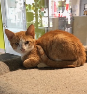 Meet Vaporeon a young feline with a heart full of sweetness His friendly nature makes him an insta