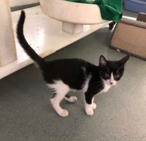 Meet Willie Nelson a young feline with a personality as big as his namesakes Willie Nelson is swe