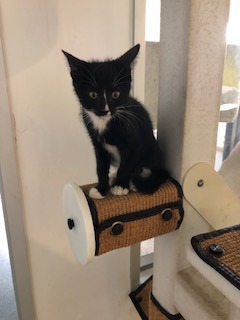 Meet Garth Brooks a young feline with a personality as lively as his namesake His sweetness is as 