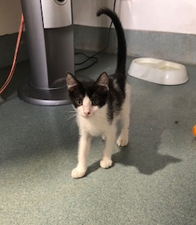 Meet Shania Twain a young feline with a zest for life thats as vibrant as her namesakes tunes Sh