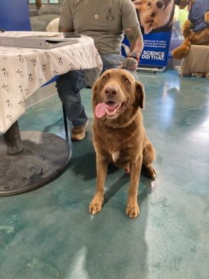 Hello there Im Ryder Life in the shelter is pretty good but I cant help but dream about a home