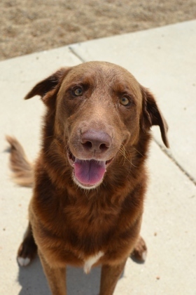 Hello there Im Ryder Life in the shelter is pretty good but I cant help but dream about a home