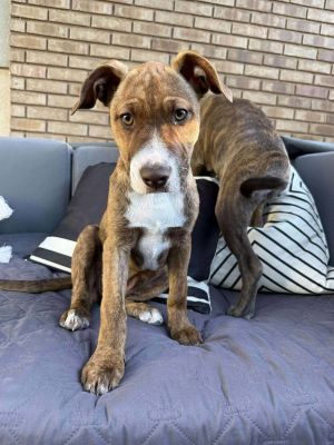 Lilly, Young Female Great Dane