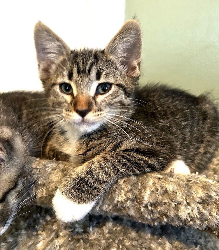 Kitten Wilber