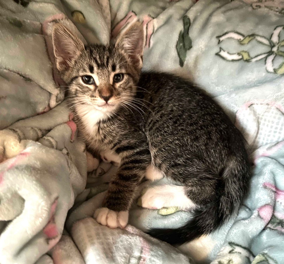 Kitten Wilber