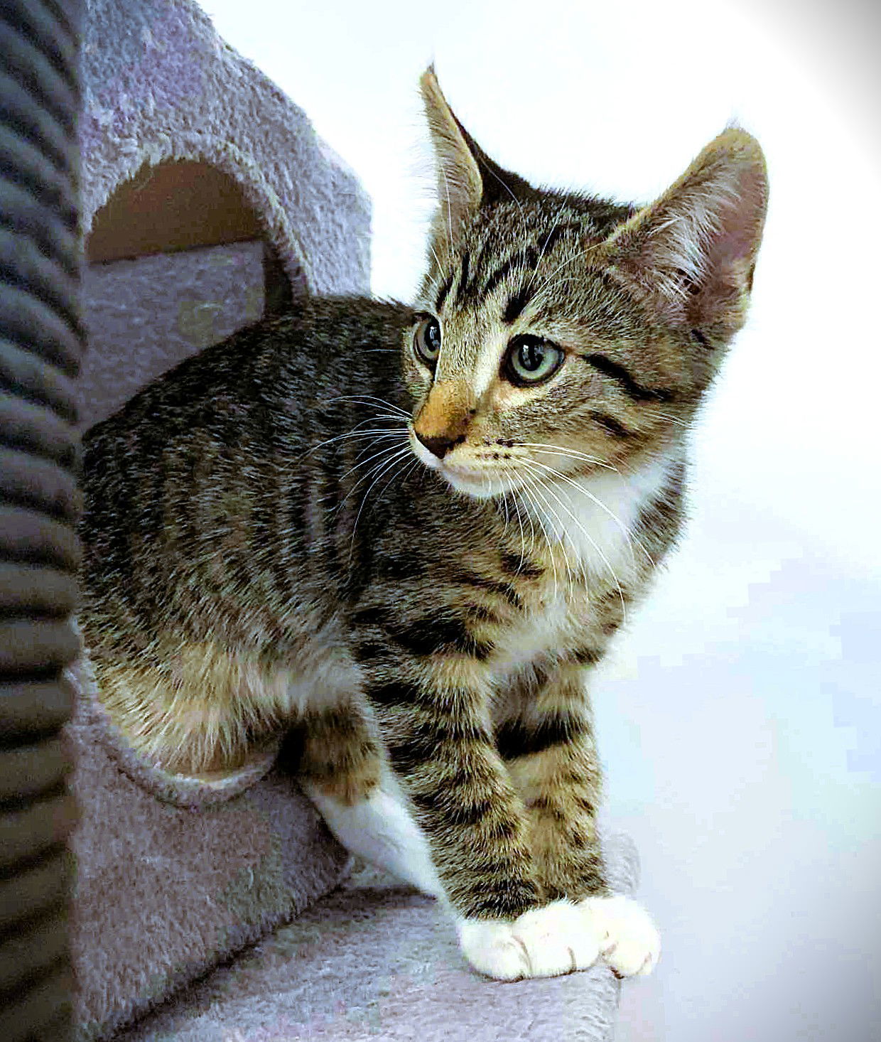 Kitten Wilber