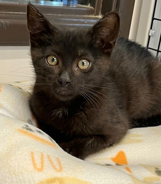 Kitten Elvis