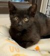 Kitten Elvis photo 1