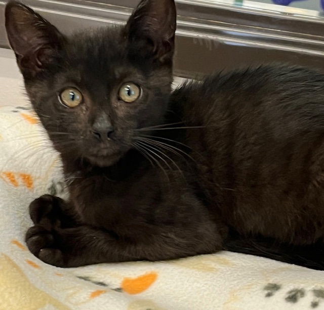 Kitten Elvis