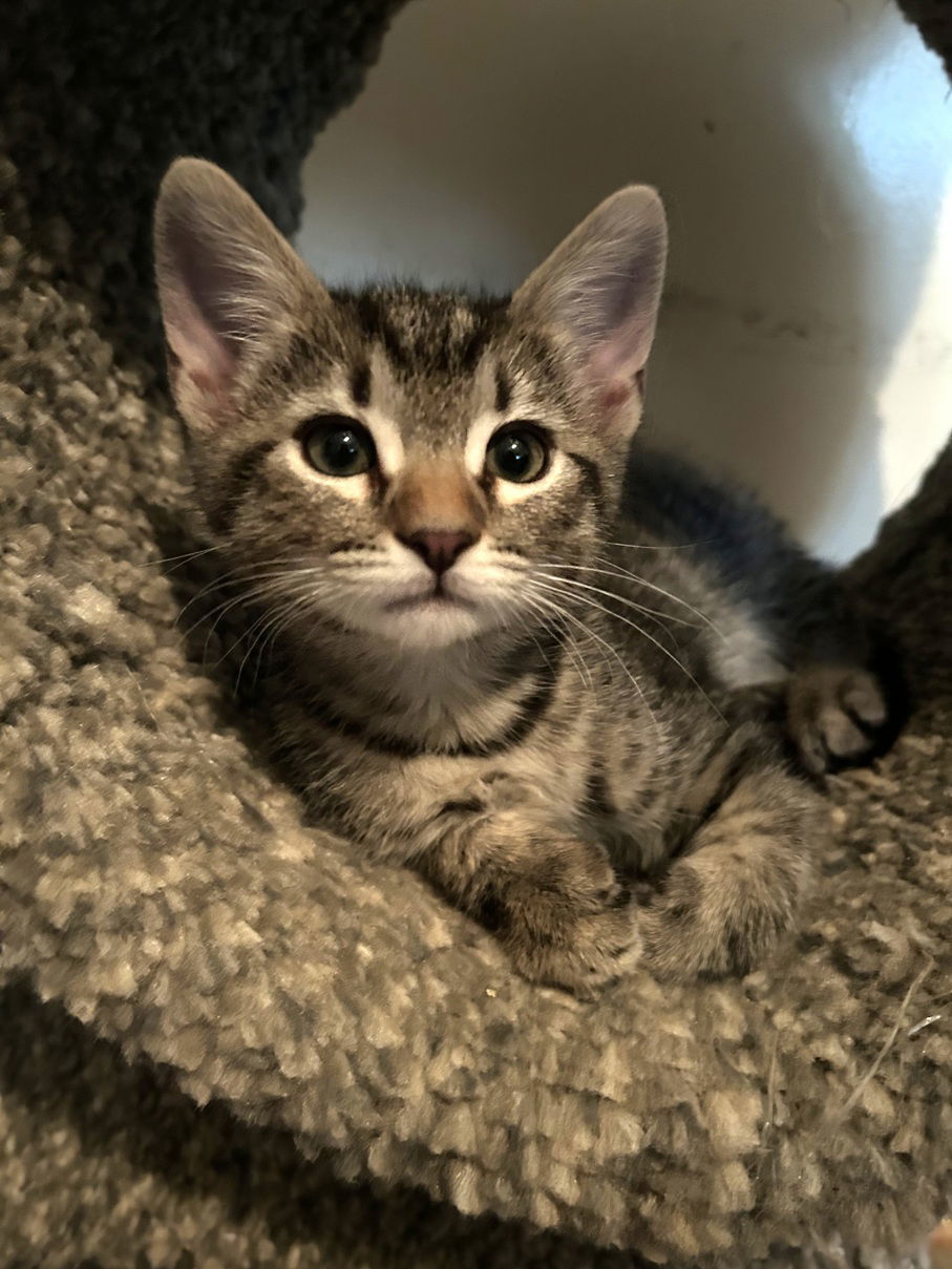 Kitten Whisper