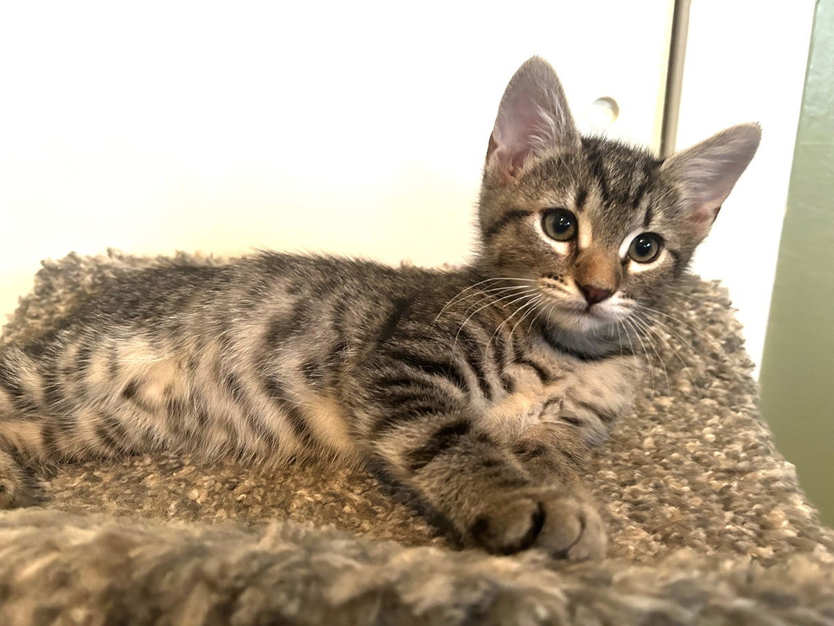 Kitten Whisper