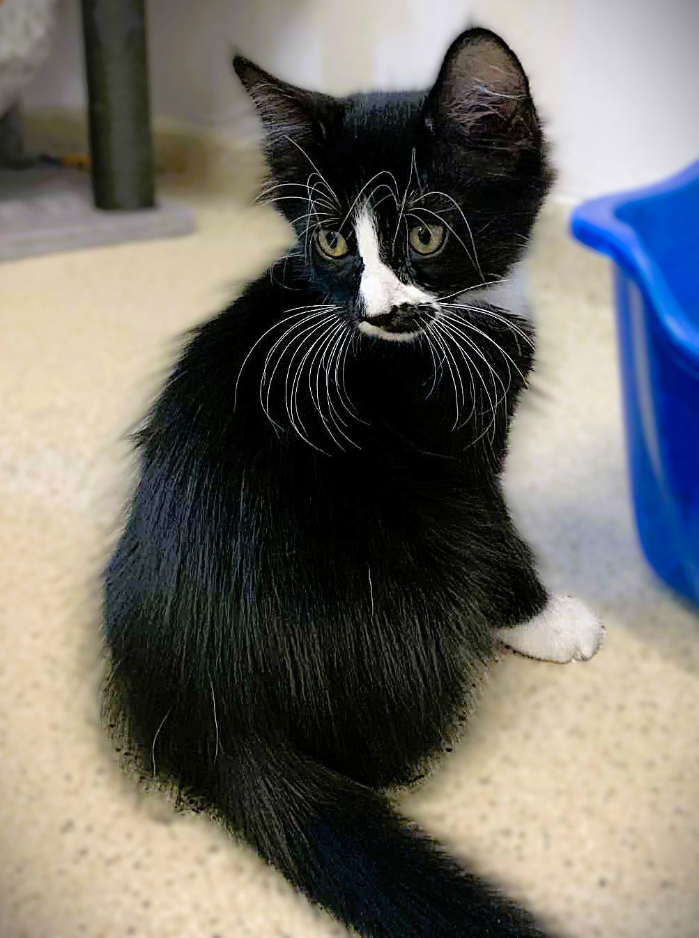 Kitten Walt