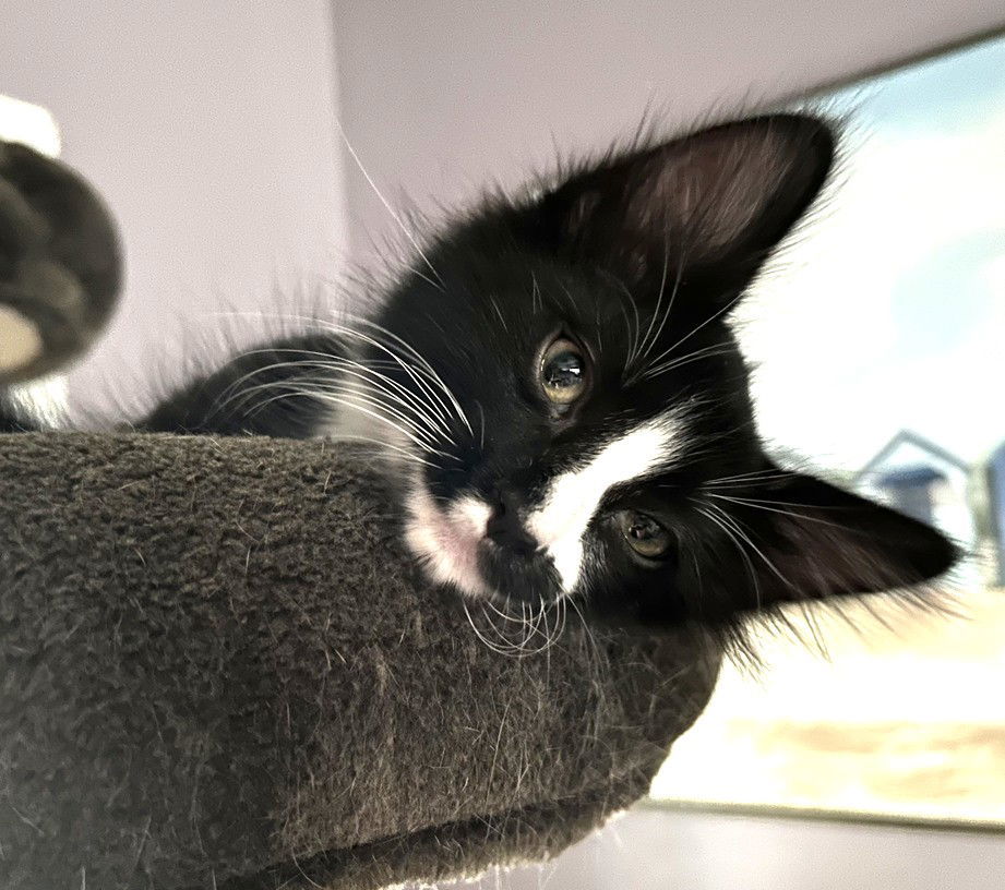 Kitten Walt