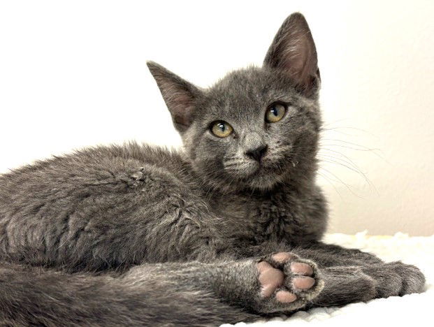 Kitten Earthula