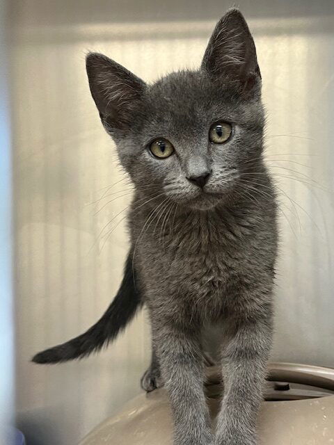Kitten Earthula