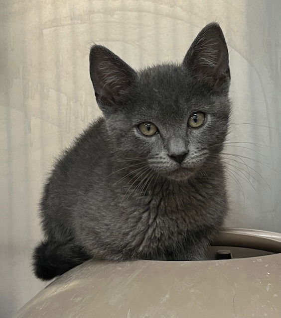 Kitten Earthula