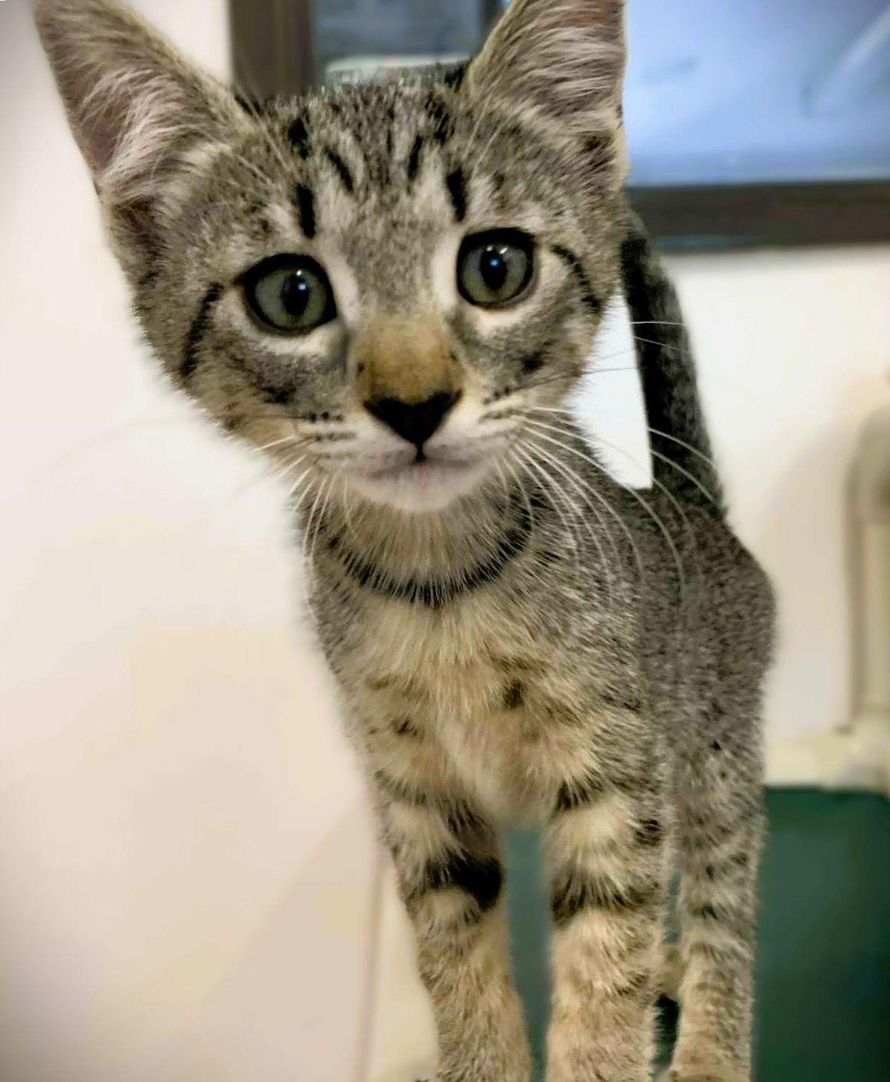 Kitten Wyatt