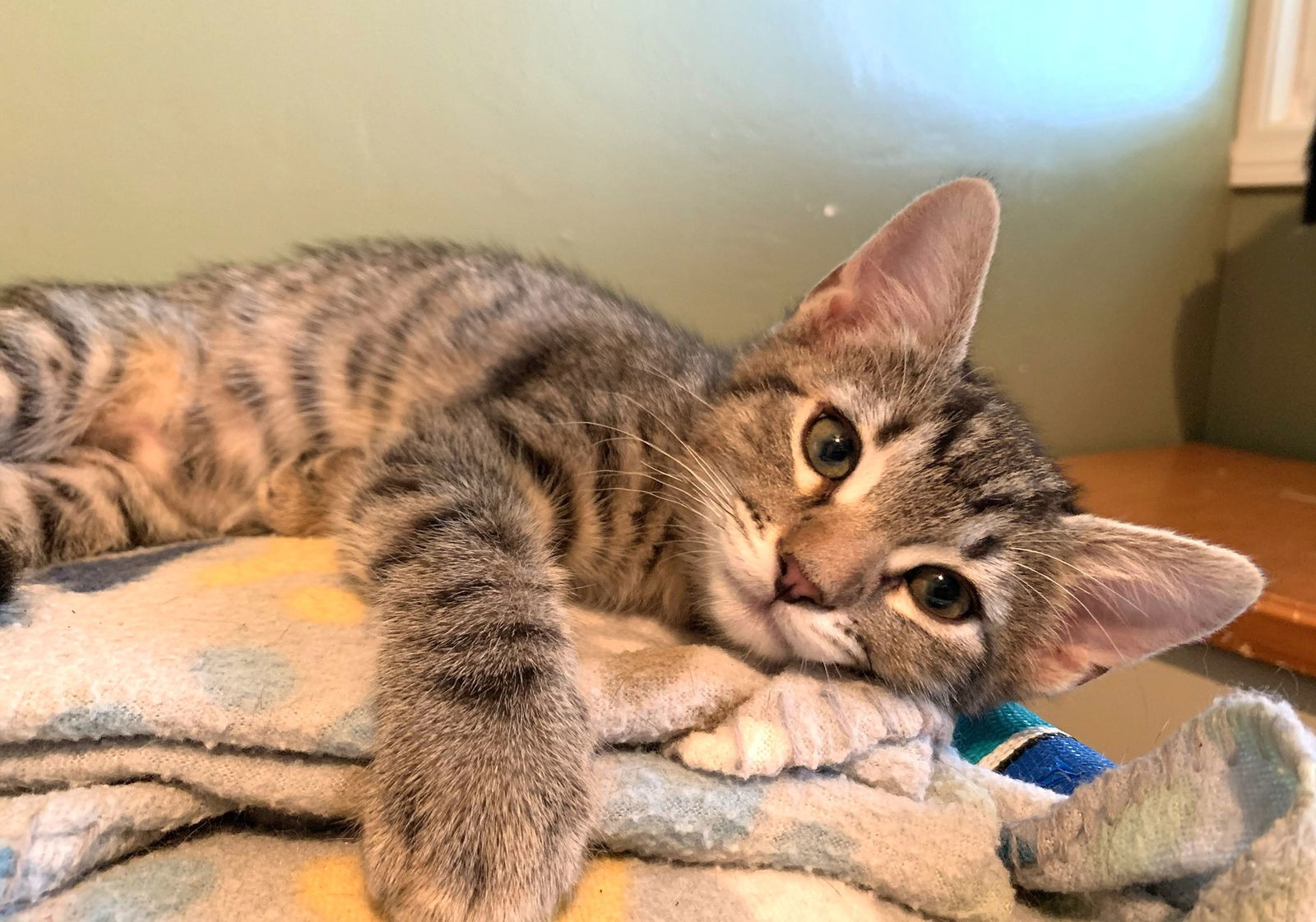 Kitten Wyatt