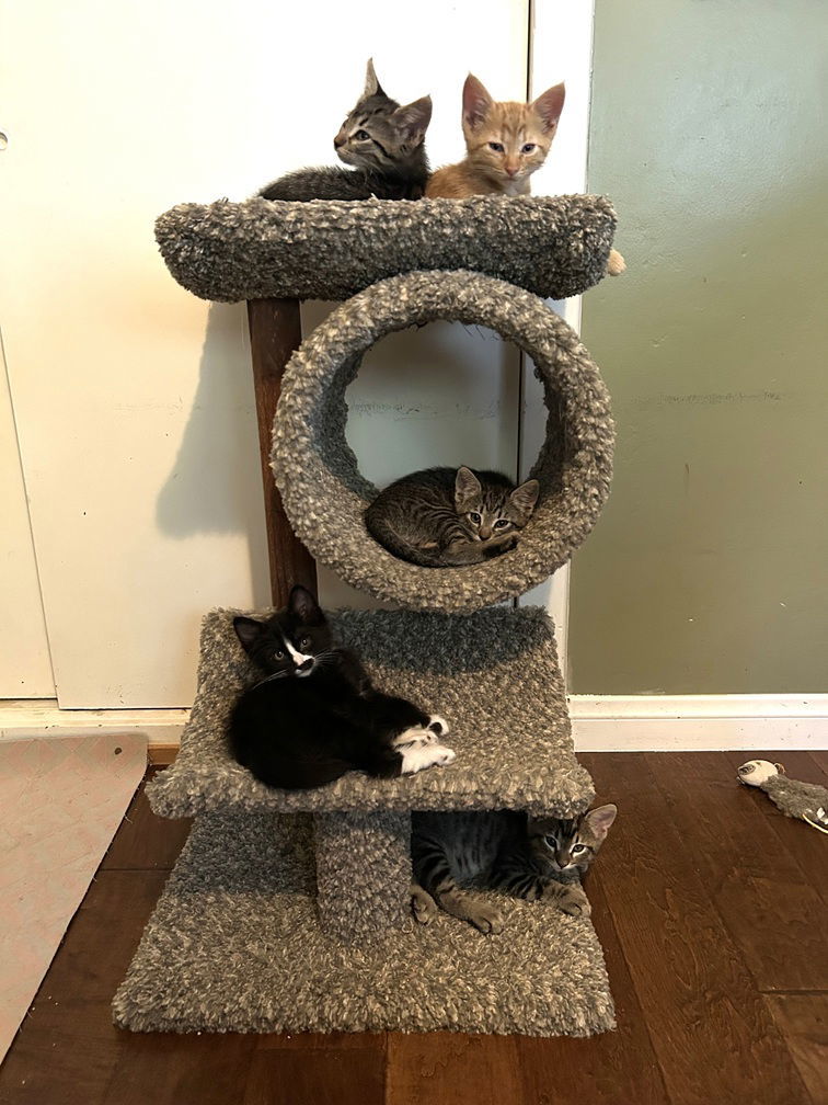 Kitten Wyatt