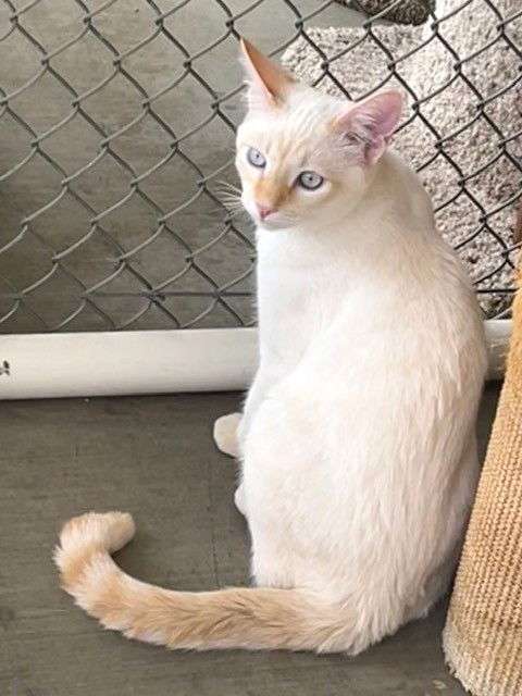 Prince